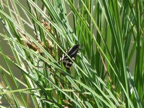 Parasemia plantaginis
